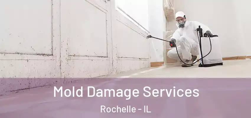  Mold Damage Services Rochelle - IL