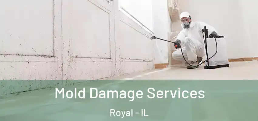  Mold Damage Services Royal - IL
