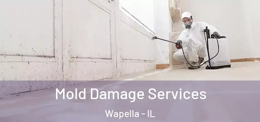  Mold Damage Services Wapella - IL