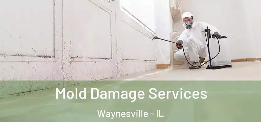  Mold Damage Services Waynesville - IL