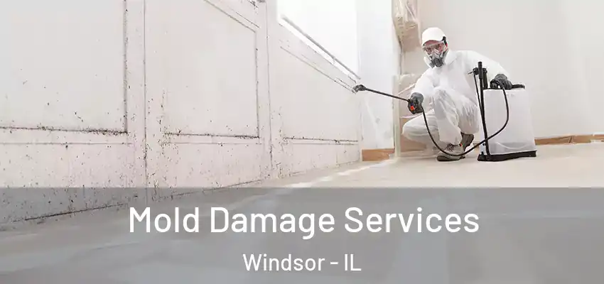 Mold Damage Services Windsor - IL