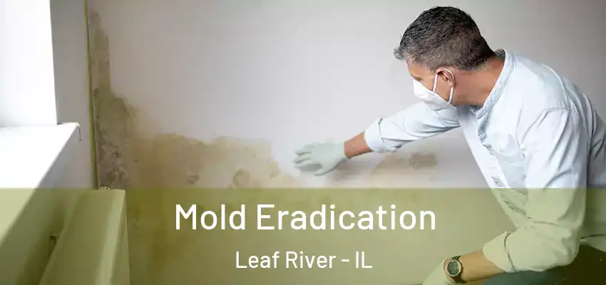  Mold Eradication Leaf River - IL