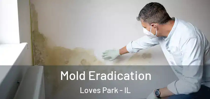  Mold Eradication Loves Park - IL
