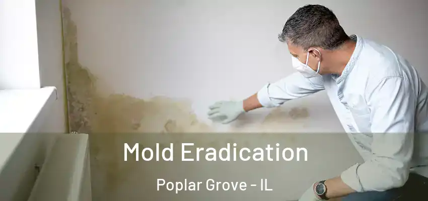  Mold Eradication Poplar Grove - IL