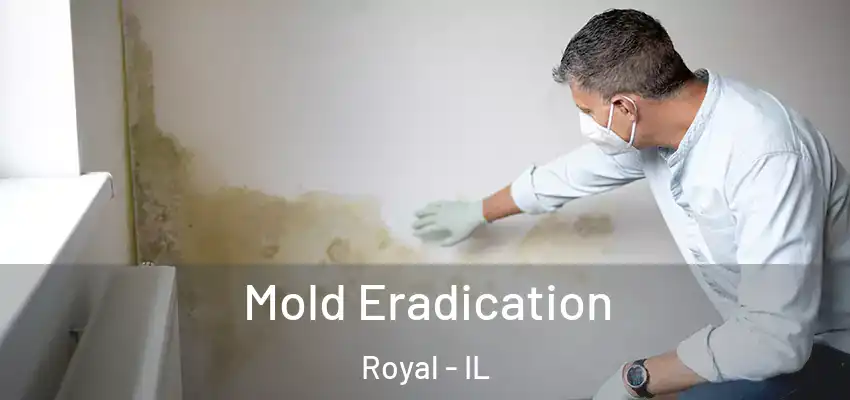  Mold Eradication Royal - IL