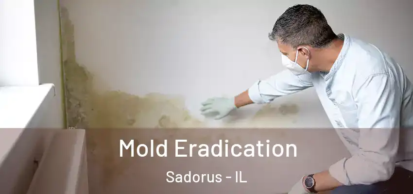 Mold Eradication Sadorus - IL