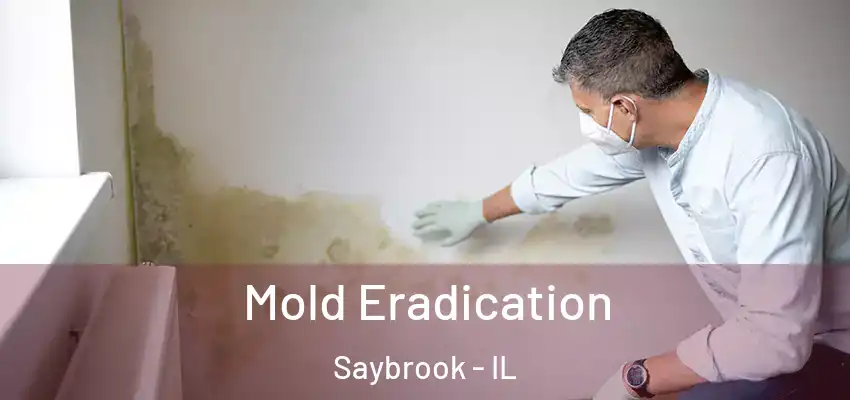  Mold Eradication Saybrook - IL