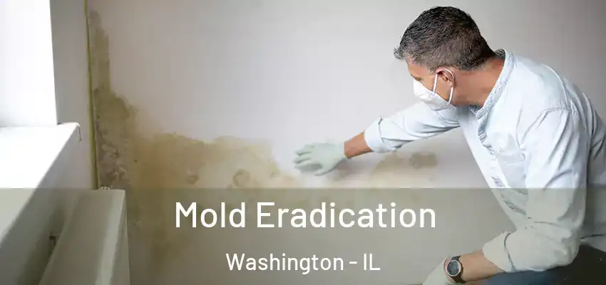  Mold Eradication Washington - IL