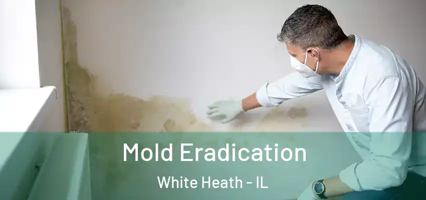  Mold Eradication White Heath - IL