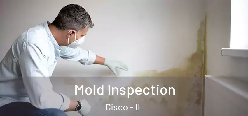 Mold Inspection Cisco - IL