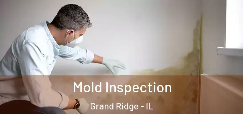  Mold Inspection Grand Ridge - IL