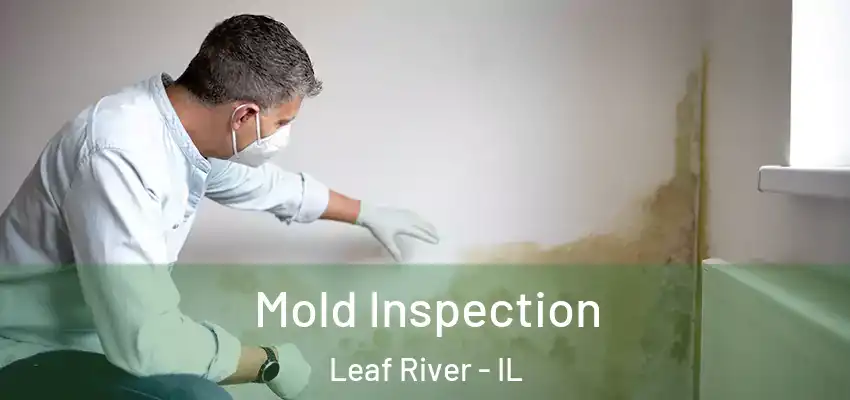  Mold Inspection Leaf River - IL