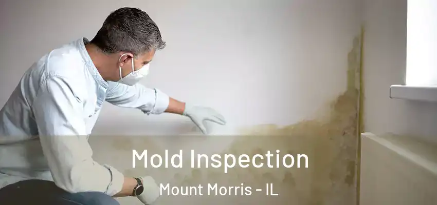 Mold Inspection Mount Morris - IL