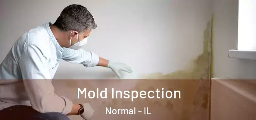  Mold Inspection Normal - IL