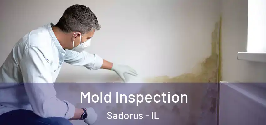  Mold Inspection Sadorus - IL