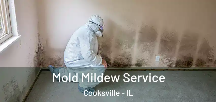  Mold Mildew Service Cooksville - IL