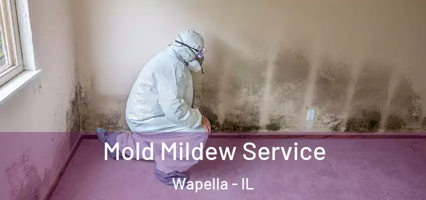  Mold Mildew Service Wapella - IL