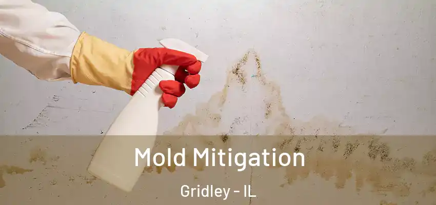  Mold Mitigation Gridley - IL