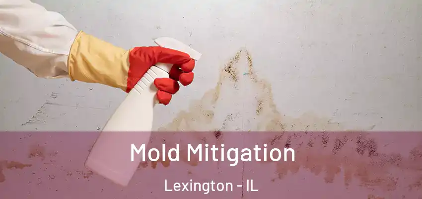  Mold Mitigation Lexington - IL