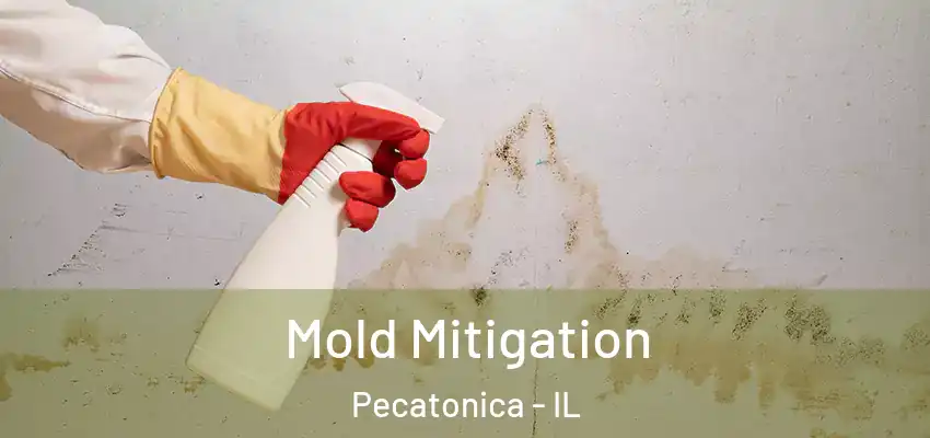  Mold Mitigation Pecatonica - IL
