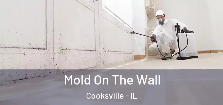  Mold On The Wall Cooksville - IL