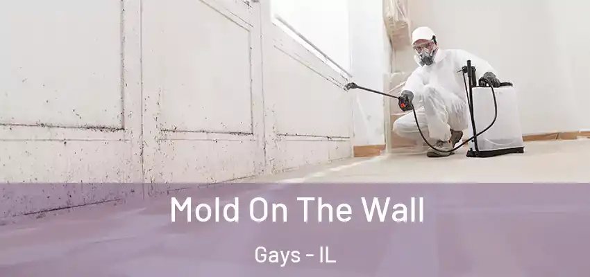  Mold On The Wall Gays - IL