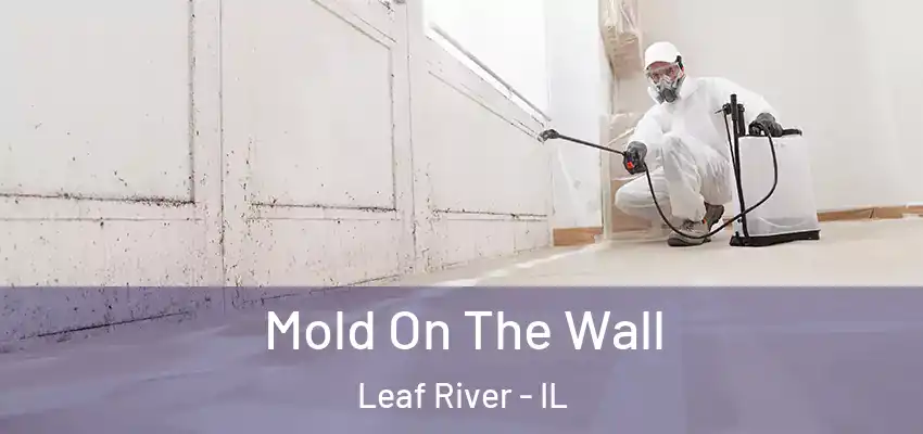 Mold On The Wall Leaf River - IL