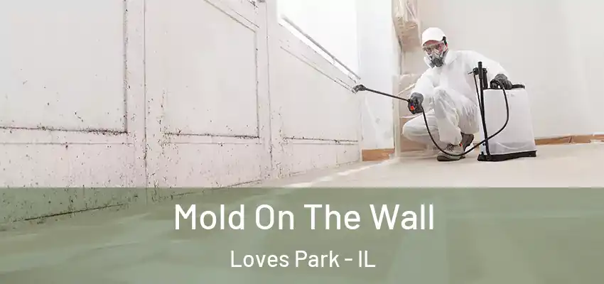  Mold On The Wall Loves Park - IL