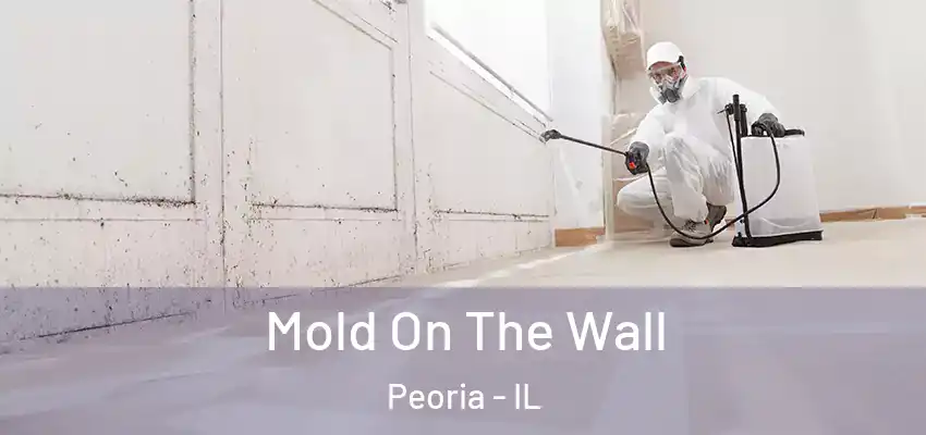  Mold On The Wall Peoria - IL