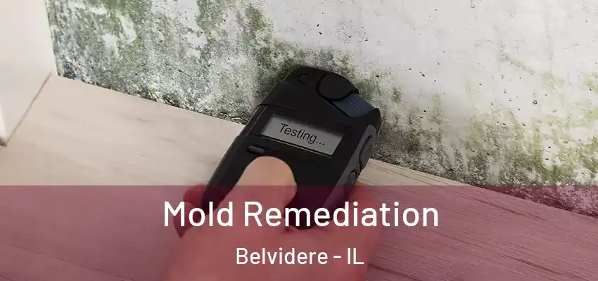  Mold Remediation Belvidere - IL