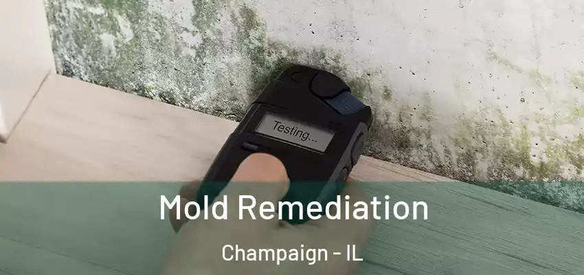  Mold Remediation Champaign - IL