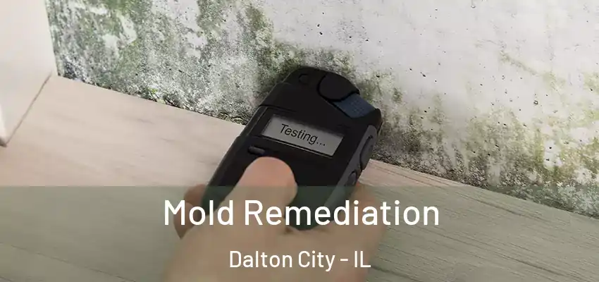  Mold Remediation Dalton City - IL