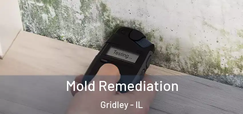  Mold Remediation Gridley - IL