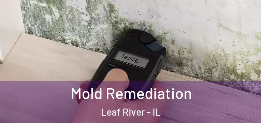  Mold Remediation Leaf River - IL