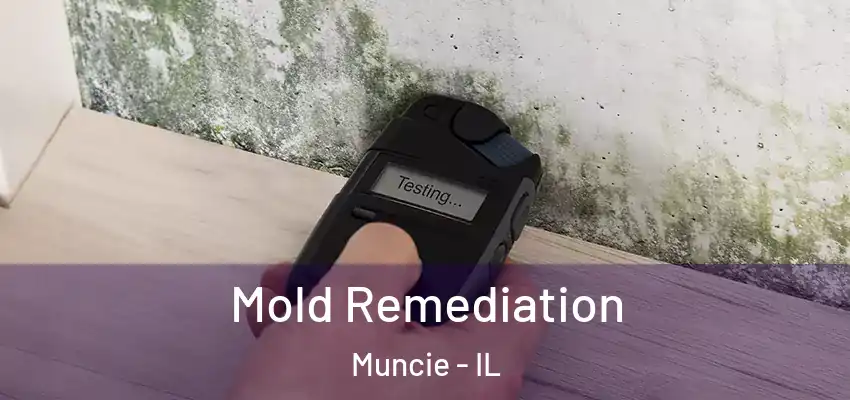  Mold Remediation Muncie - IL