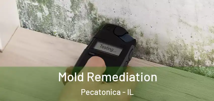  Mold Remediation Pecatonica - IL