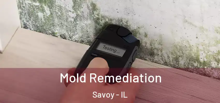  Mold Remediation Savoy - IL
