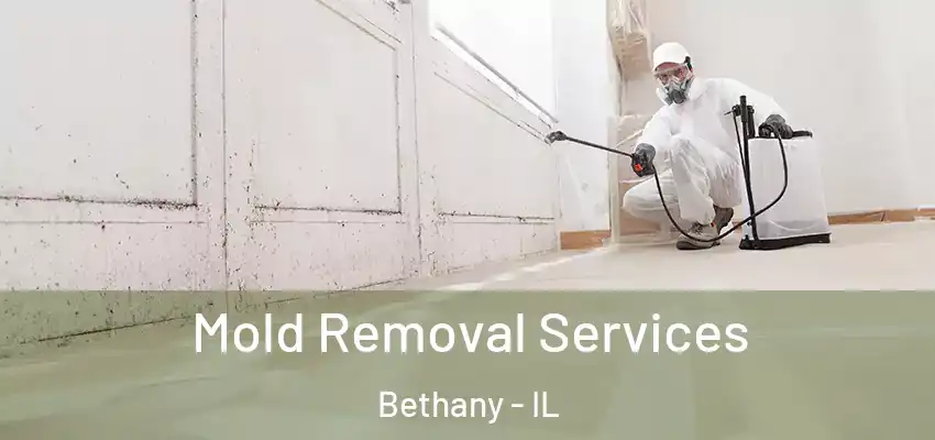 Mold Removal Services Bethany - IL