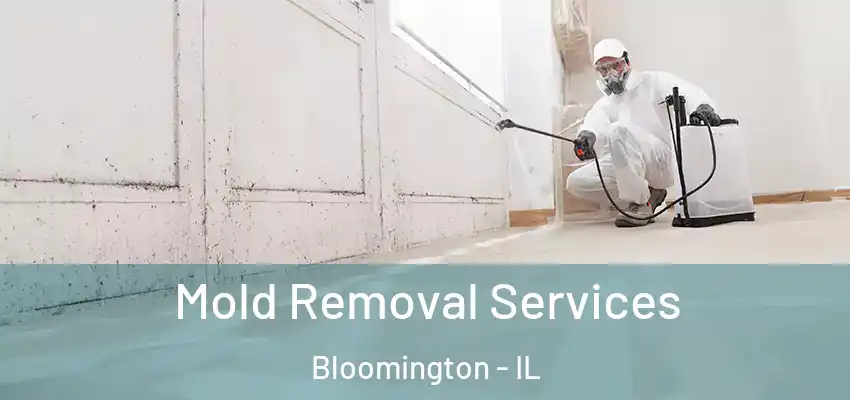  Mold Removal Services Bloomington - IL