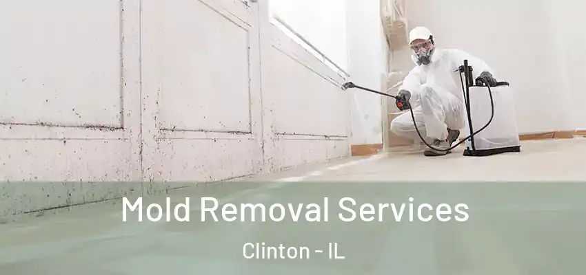 Mold Removal Services Clinton - IL