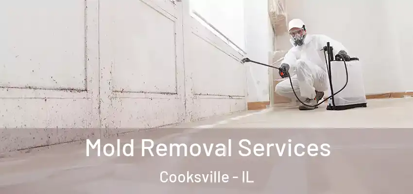  Mold Removal Services Cooksville - IL