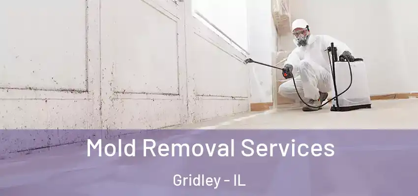  Mold Removal Services Gridley - IL
