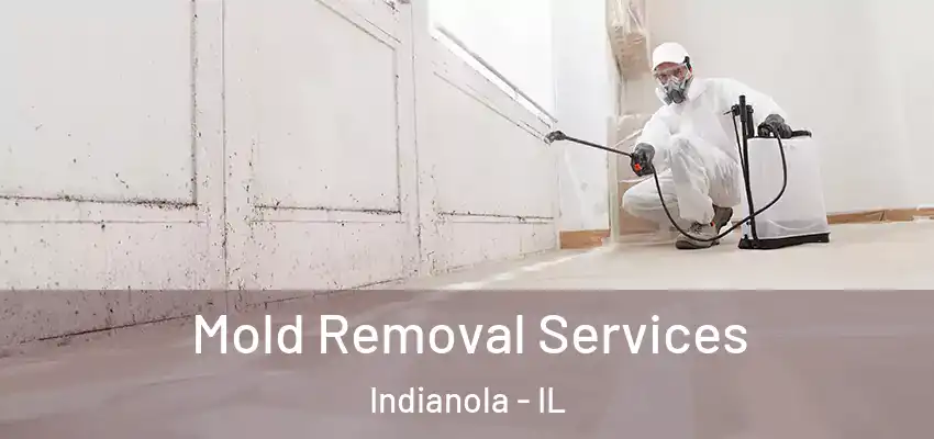  Mold Removal Services Indianola - IL
