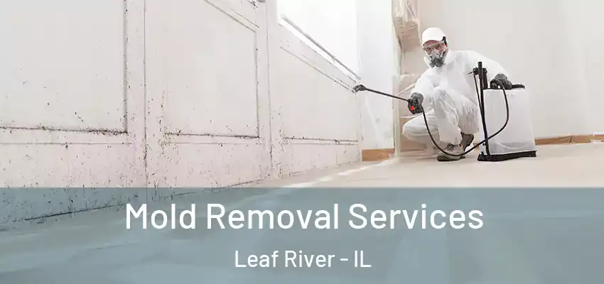 Mold Removal Services Leaf River - IL