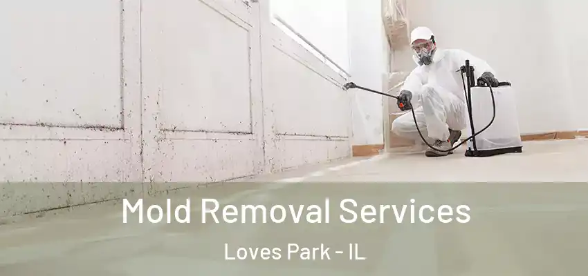  Mold Removal Services Loves Park - IL