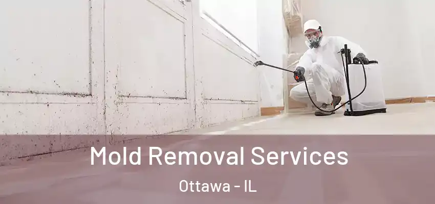 Mold Removal Services Ottawa - IL