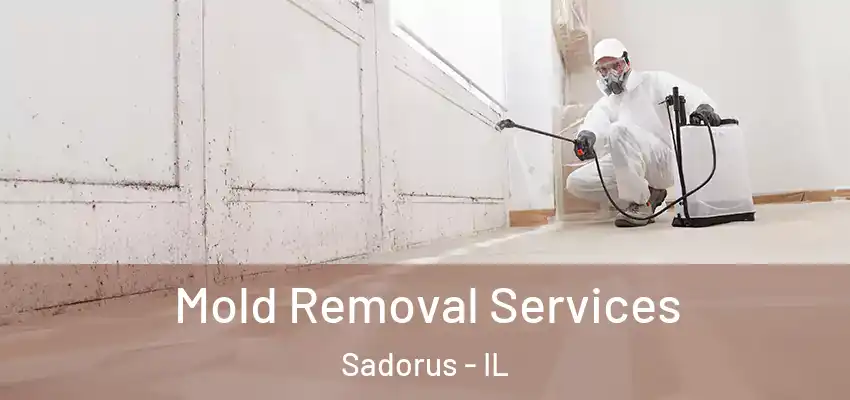  Mold Removal Services Sadorus - IL