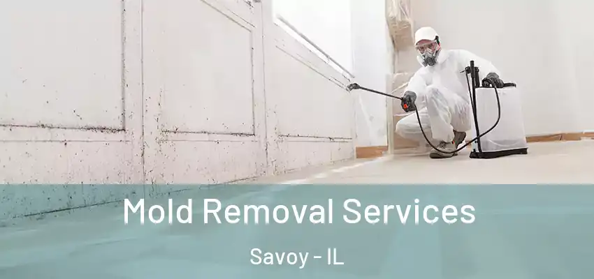  Mold Removal Services Savoy - IL