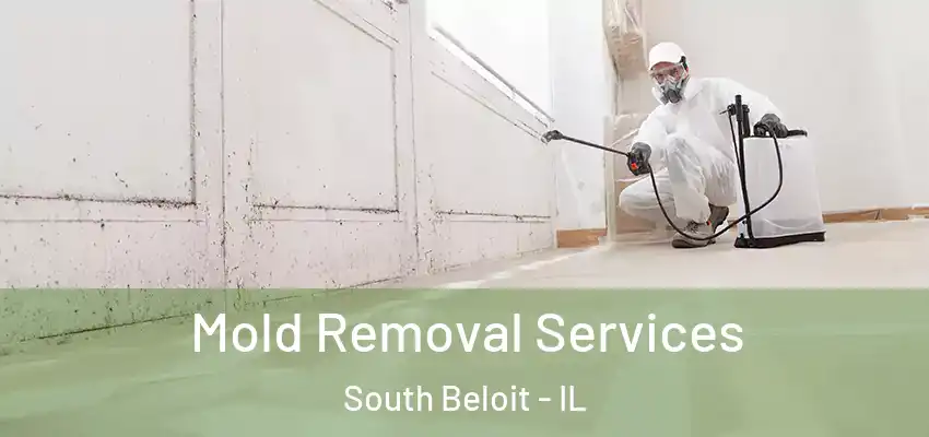  Mold Removal Services South Beloit - IL