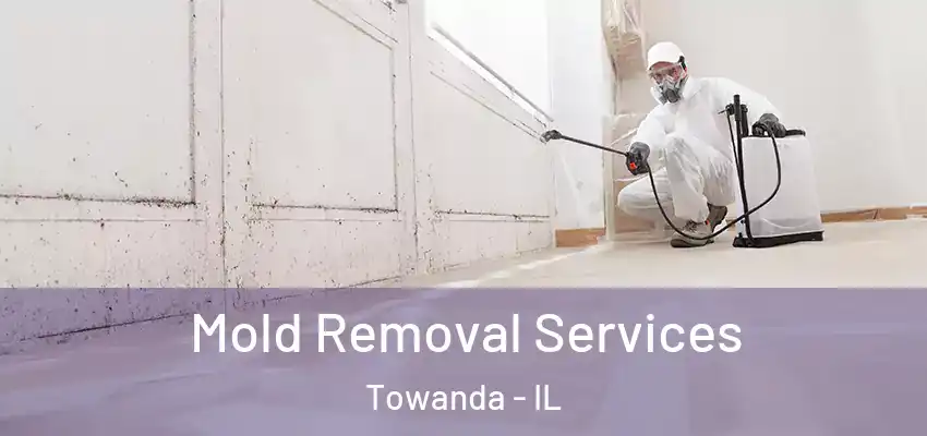 Mold Removal Services Towanda - IL